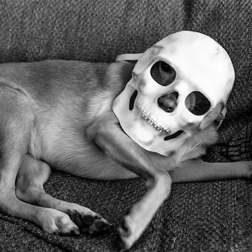 antonis makrydimitris